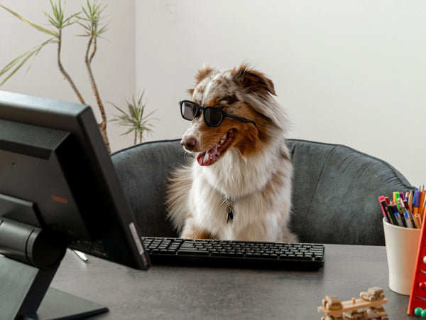Therapiehund sitzt vor einem Computer in freundlicher und entspannter Atmosphäre im Therapiezentrum Möller.