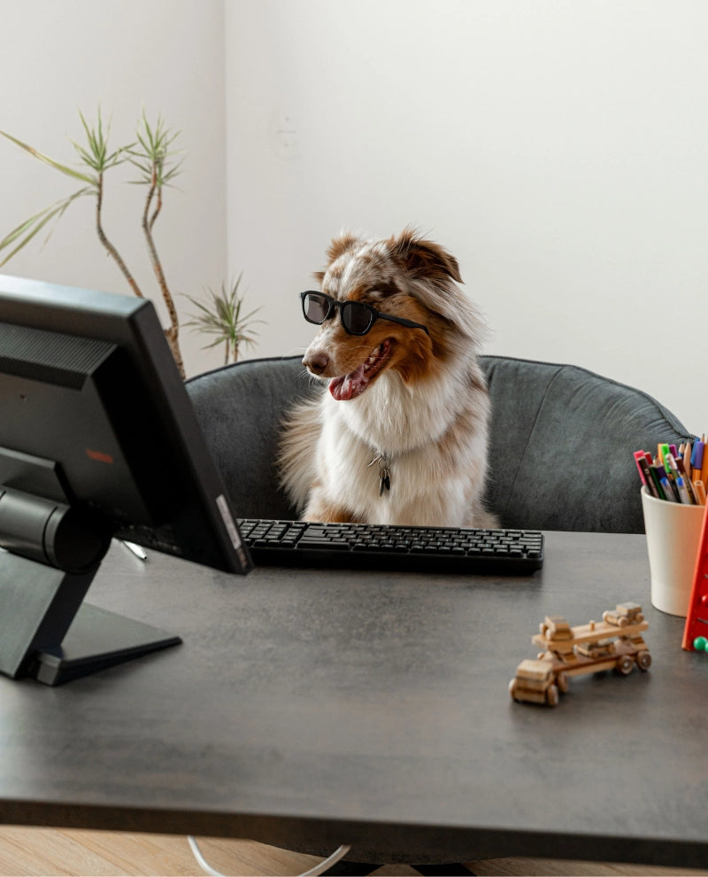 Therapiehund begleitet eine ergotherapeutische Übung am Behandlungstisch im Therapiezentrum Möller